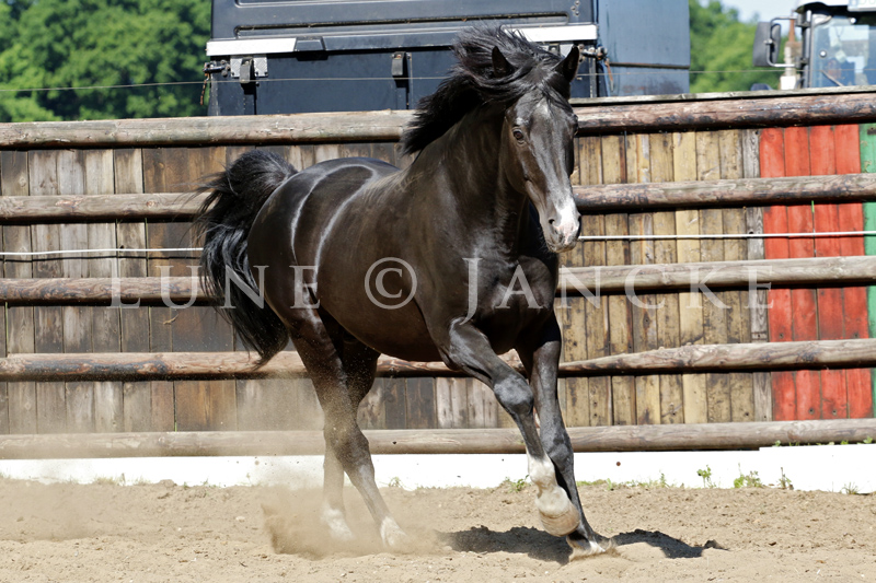 Tabaluga Foto © Lune Jancke