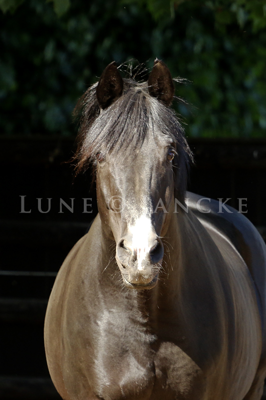 Tabaluga Foto © Lune Jancke