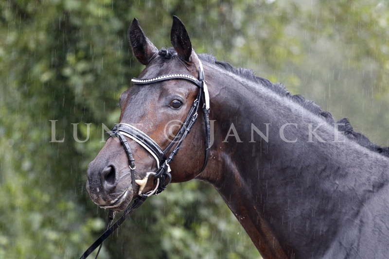 Freiherr von Stein Foto © Lune Jancke