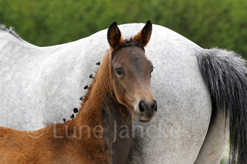 v. Niagara a.d. Zaubermusik v. Interconti