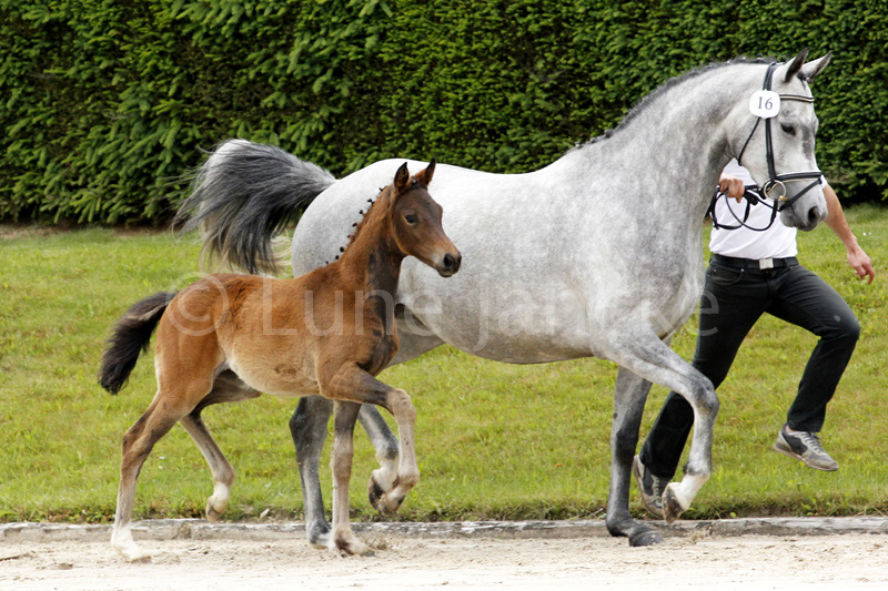 v. Niagara a.d. Zaubermusik v. Interconti Foto © Lune Jancke