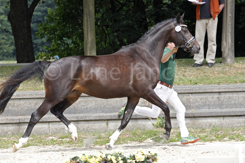 Inselfee Foto © Lune Jancke