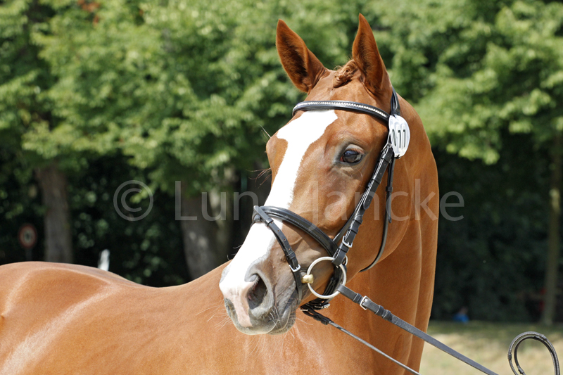 Limette Foto © Lune Jancke