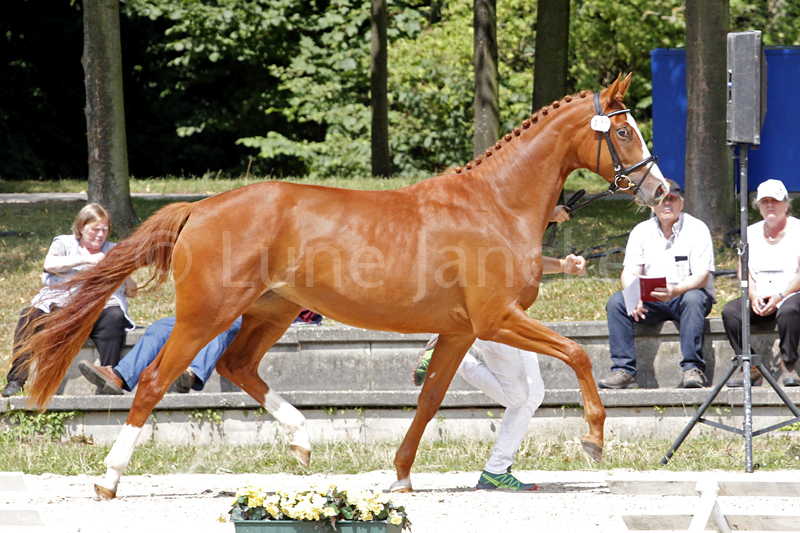 Limette Foto © Lune Jancke