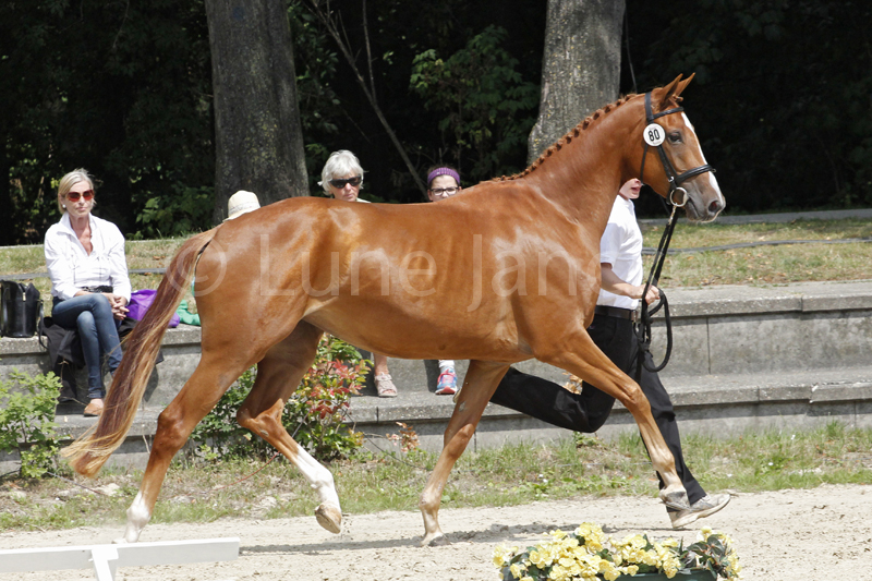 Matris Vota´s Mettet Foto © Lune Jancke