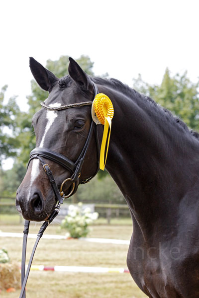 Golden Surprise Foto: Lune Jancke