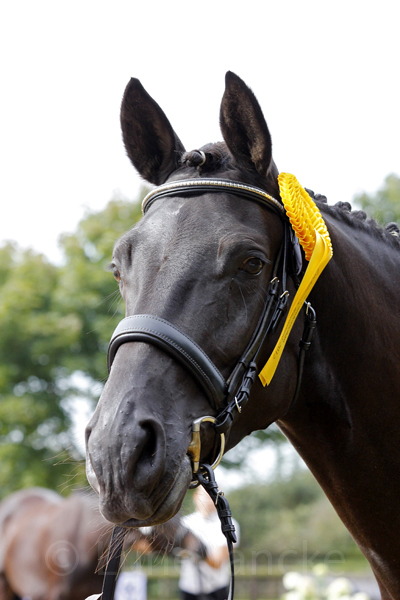 Society Lady Foto:Lune Jancke