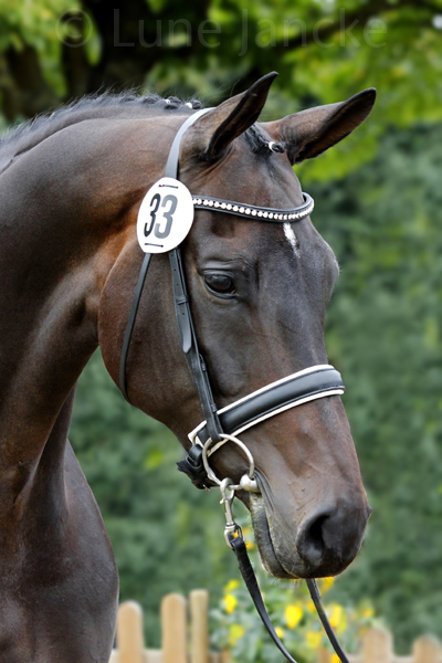 Elvira Foto: Lune Jancke