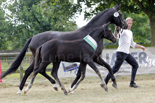 Siegerstutfohlen Fohlenchampionat v. Oliver Twist u.d. Aguilera Foto: Lune Jancke