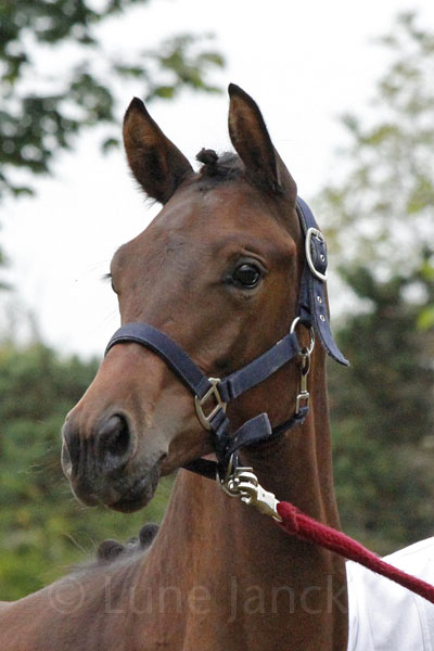 Hf v. Singolo a.d. Skylight Foto: Lune Jancke