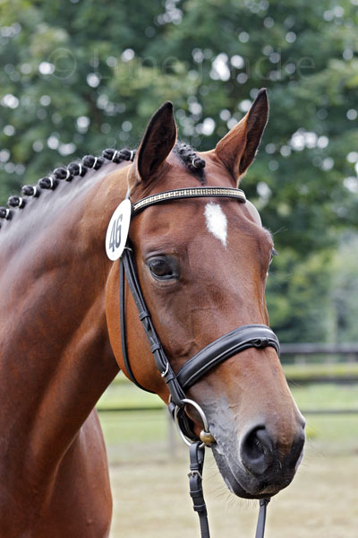 Evviva Foto: Lune Jancke