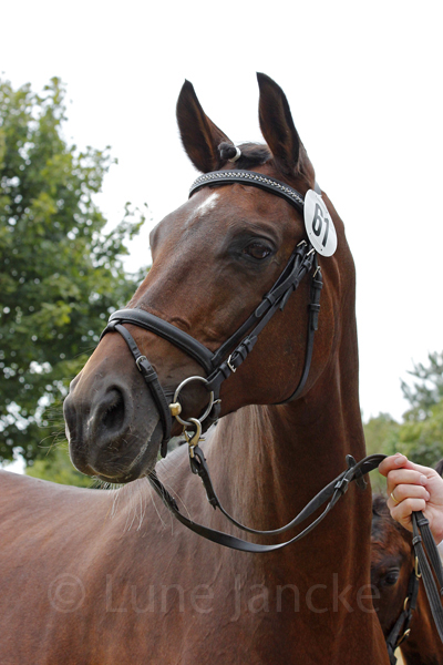 Shakira Foto:Lune Janck