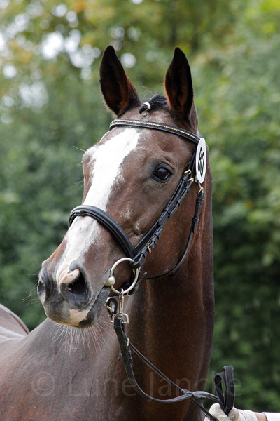 Brindisi Foto: Lune Jancke