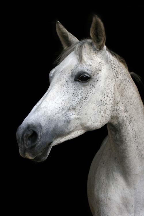 Lillyfee ©Lune Jancke