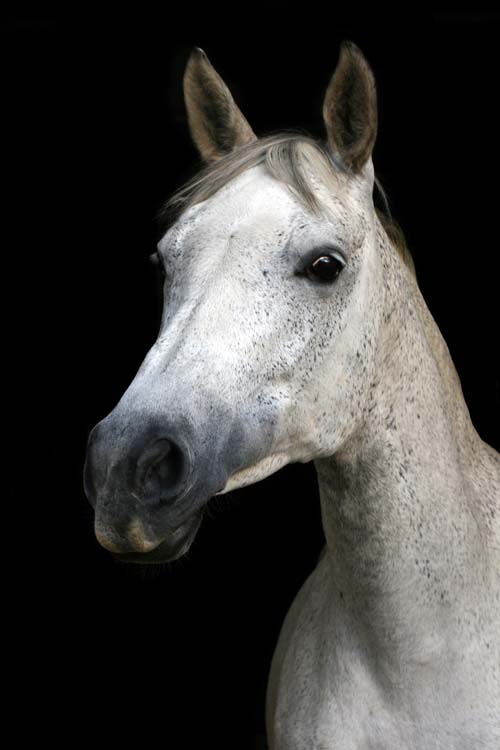 Lillyfee ©Lune Jancke