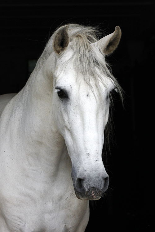 Miliciano Foto: Lune Jancke