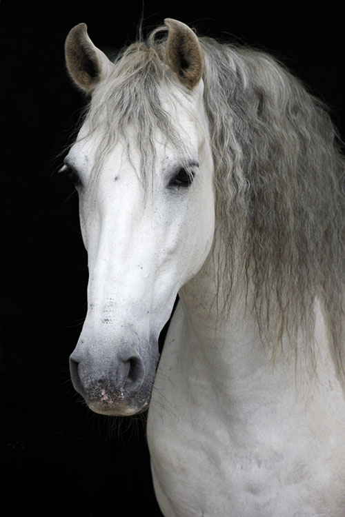 Miliciano Foto: Lune Jancke