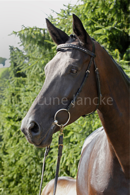 Inschi´s Songline Foto © Lune Jancke