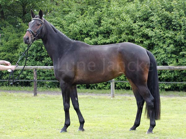 Prämie: Palmlilie v. Canzler - Monteverdi Foto: Lune Jancke