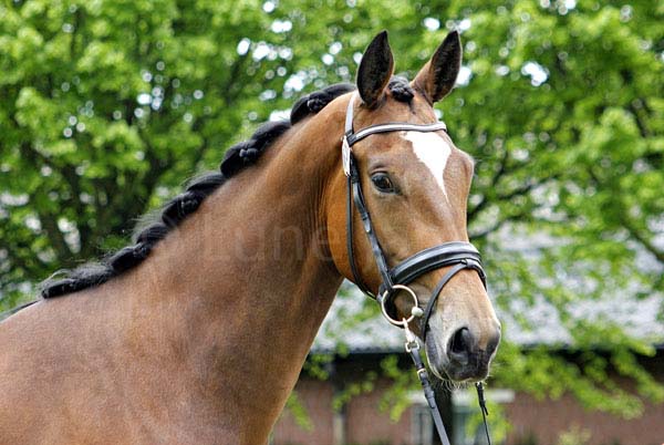 Prämie: Kappucino v. Goldschmidt - Schwadroneur Foto: Lune Jancke