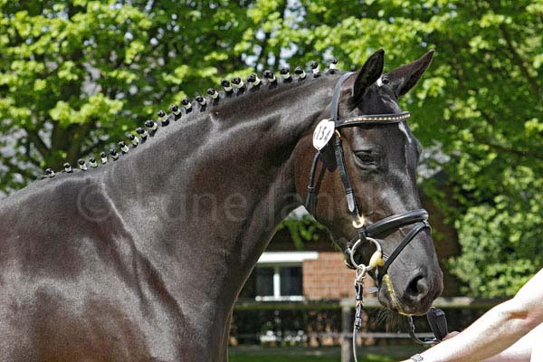 Prämie: Alegra v. Grand Passion - Gribaldi Foto: Lune Jancke