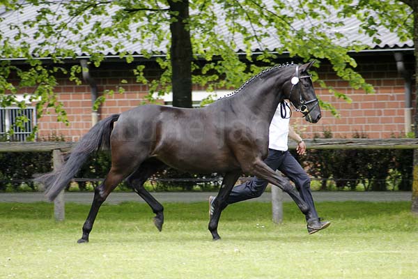 Prämie: Alegra v. Grand Passion - Gribaldi Foto: Lune Jancke