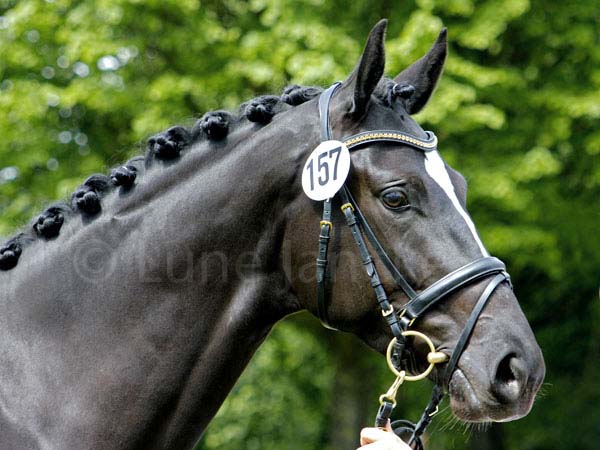 Prämie: Mooslicht v. Imperio - Hohenstein Foto: Lune Jancke