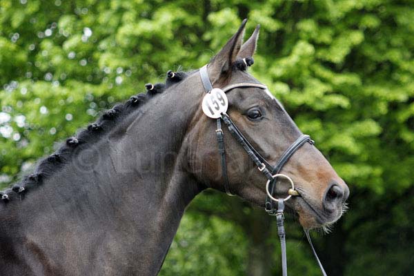 Prämie: Ipanema v. Impetus - Amiego Foto: Lune Jancke