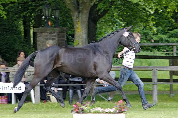 Beste 4-jg. Prämie: Shirin v. Chardonnay - Sixtus