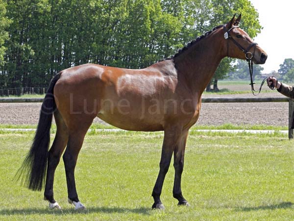 Prämie: Sarolina v. Pricolino - Alter Fritz Foto: Lune Jancke