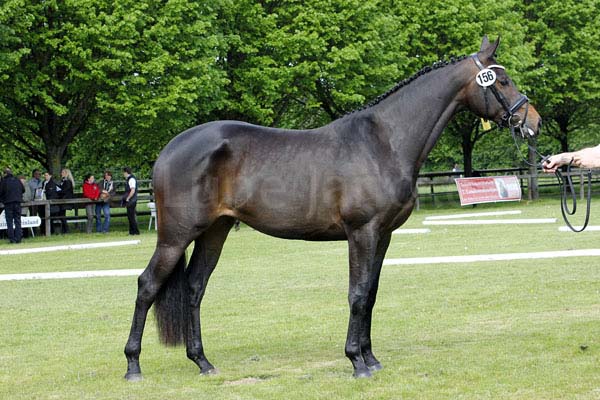 1. Reserve Elize v. Hofrat - Schwadroneur Foto: Lune Jancke