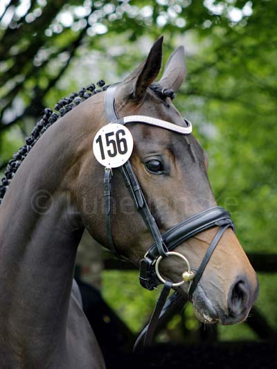 1. Reserve Elize v. Hofrat - Schwadroneur Foto: Lune Jancke