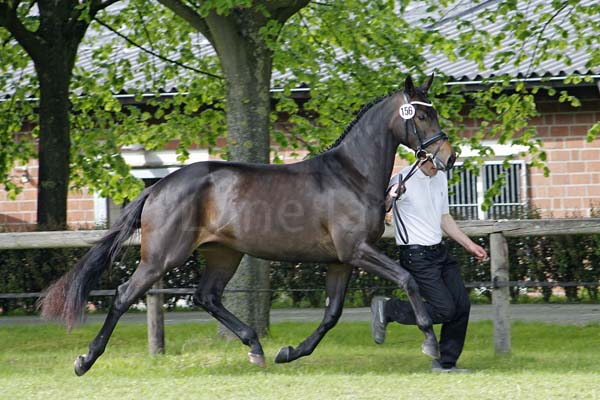 1. Reserve Elize v. Hofrat - Schwadroneur Foto: Lune Jancke