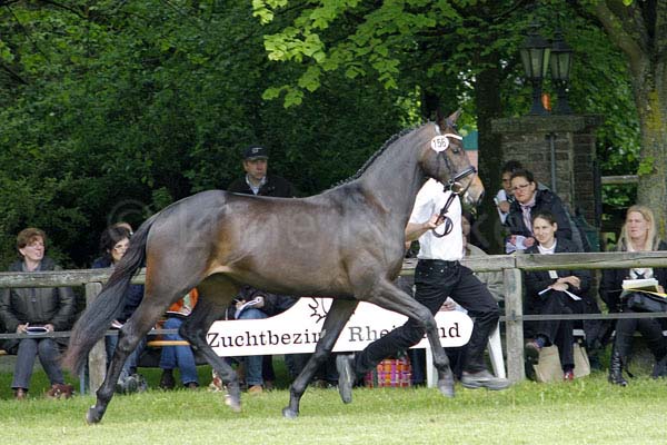1. Reserve Elize v. Hofrat - Schwadroneur Foto: Lune Jancke