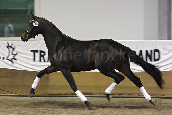 1. Reserve Elize v. Hofrat - Schwadroneur Foto: Lune Jancke