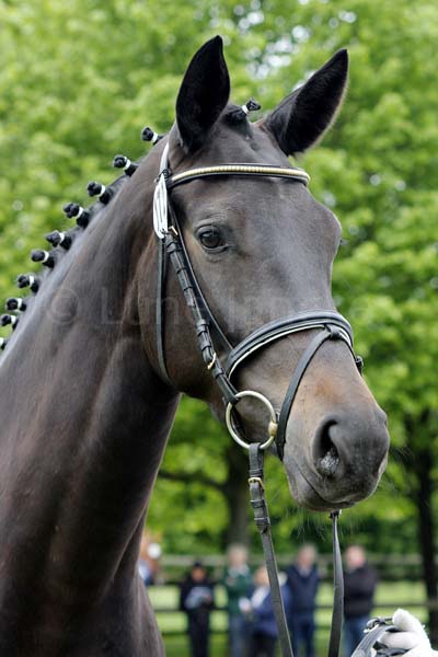 Siegerstute Inschi`s Songline v. Songline - Connery Foto:Lune Jancke