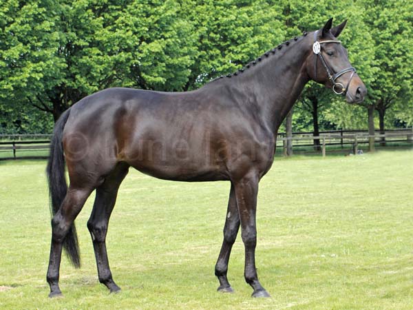 Siegerstute Inschi`s Songline v. Songline - Connery Foto:Lune Jancke