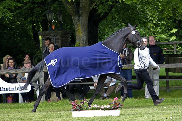 Siegerstute Inschi`s Songline v. Songline - Connery Foto:Lune Jancke
