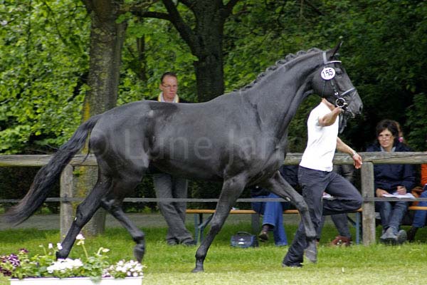 Feldtaube v. Gribaldi - Stravinsky xx Foto: Lune Jancke