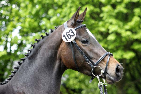 Iris v. Kasimir - Hohenstein Foto: Lune Jancke