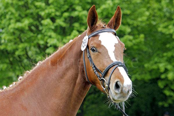Elfenweiss v. Rastenberg - Itaxerxes Foto: Lune Jancke