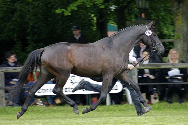 Karina v. Ultra Chic - Grafenstolz Foto: Lune Jancke