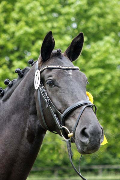 Mila Magica v. Donaugold - Ravel Foto: Lune Jancke