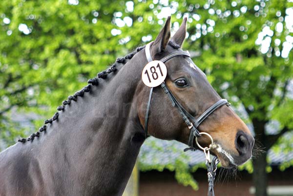 Prämie: Academy Award xx v. Surako xx - Surumu xx Foto: Lune Jancke