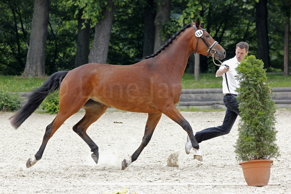 Frühlingsflocke Foto: Lune Jancke