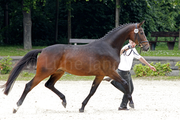 Siegerstute Gräfin Gomera Foto: Lune Jancke