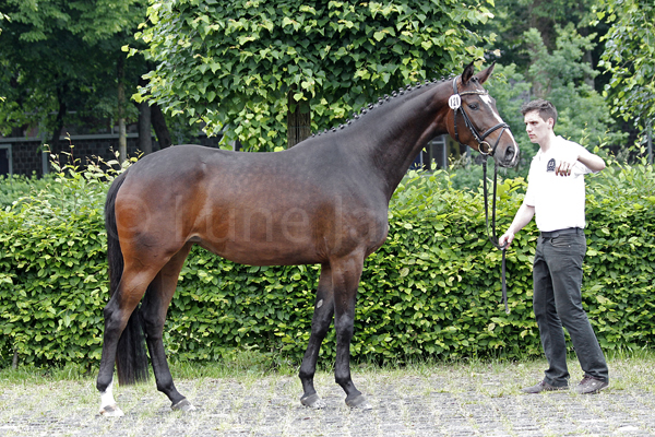 Gräfin Gomera Foto: Lune Jancke