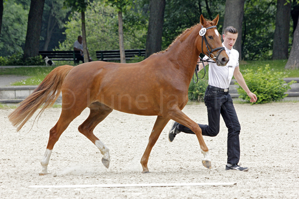 Elfenranke Foto: Lune Jancke
