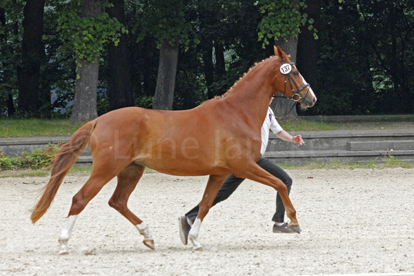 Herzenswunsch Foto: Lune Jancke