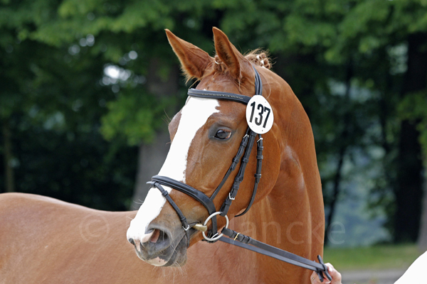 Herzenswunsch Foto: Lune Jancke